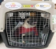 Best Pet Transport Services in Mumbai